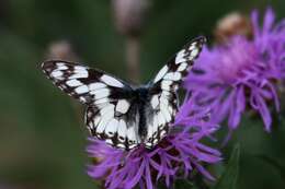 Image of Melanargia