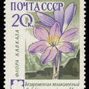 Image of showy colchicum