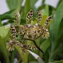 Image of Bearded Catasetum