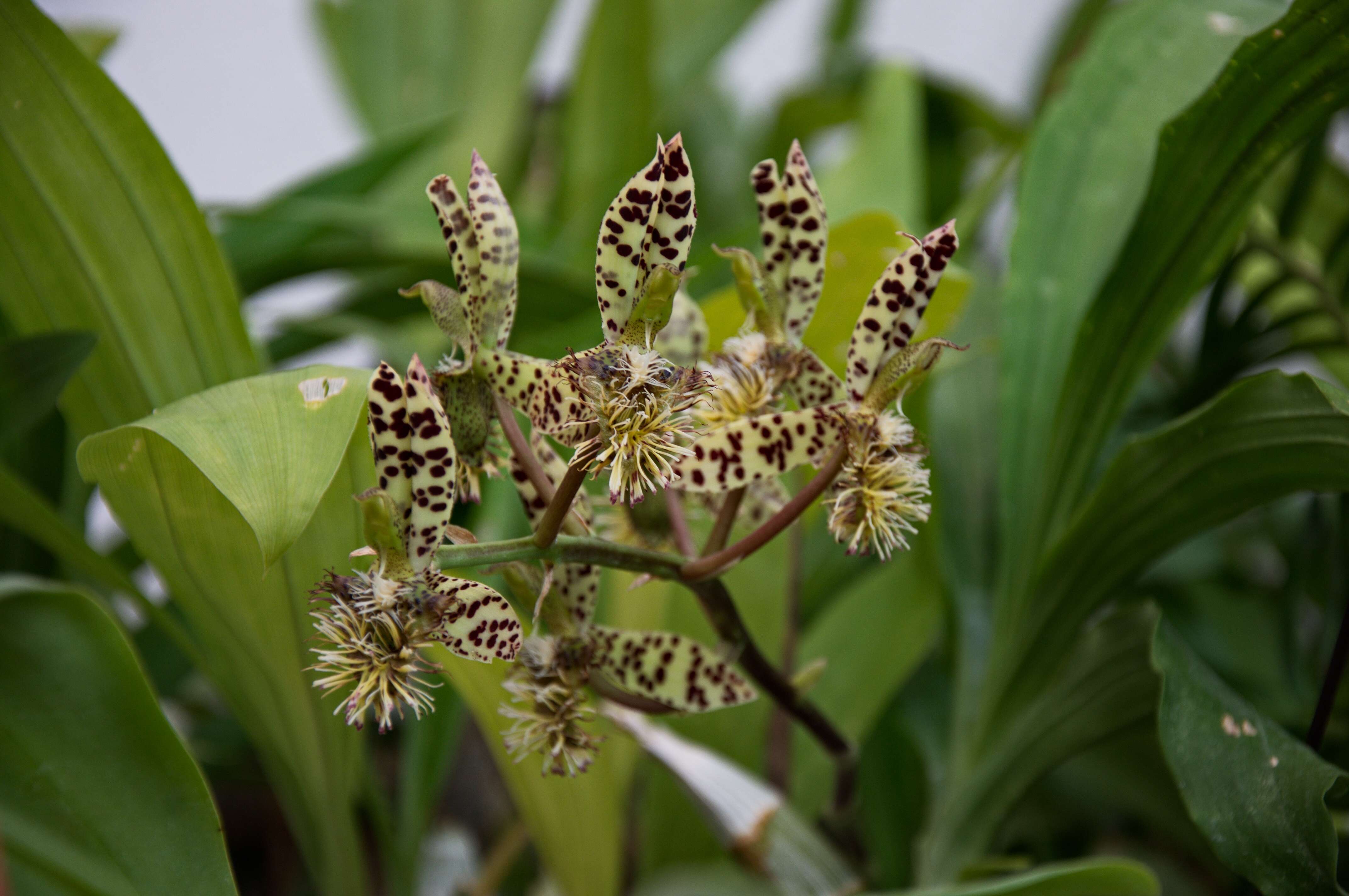 Image de Catasetum barbatum (Lindl.) Lindl.