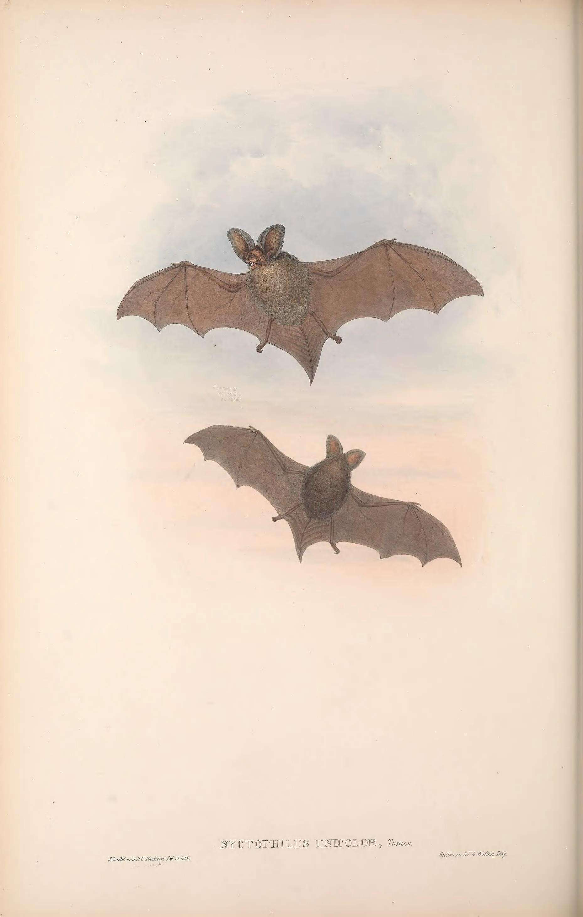 Image of <i>Nyctophilus unicolor</i> Tomes 1858
