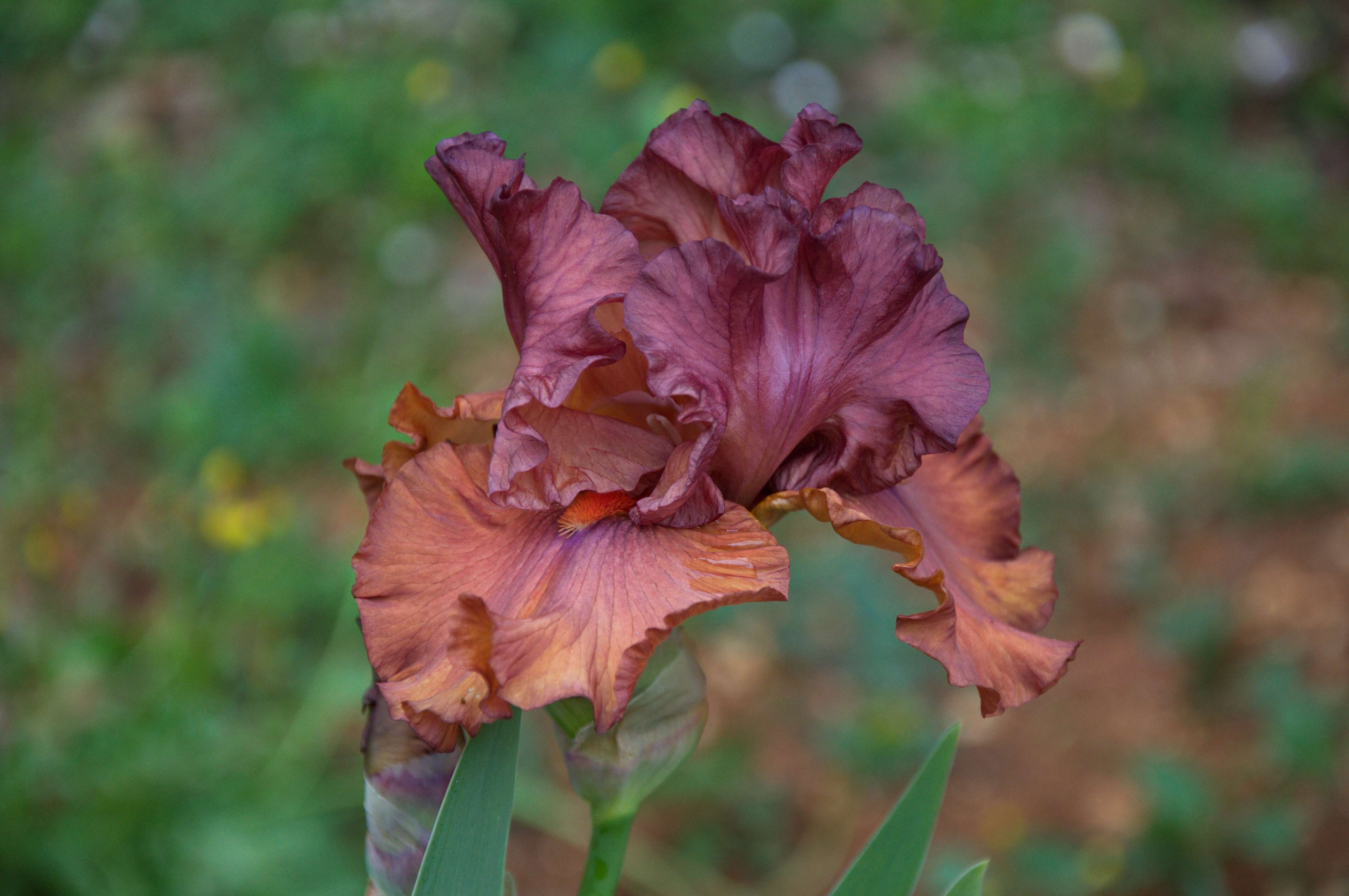Image of Iridaceae
