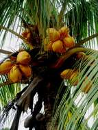 Image of coconut palm