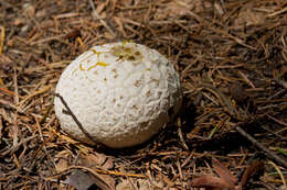 Image of Western giant puffball