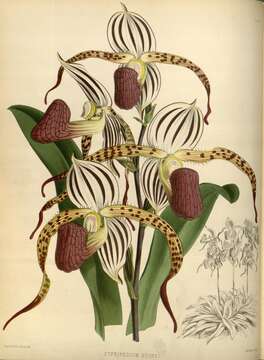 Image of Stone's Paphiopedilum