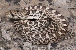 Image of gopher snakes
