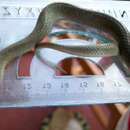 Image of Red-lipped Snake