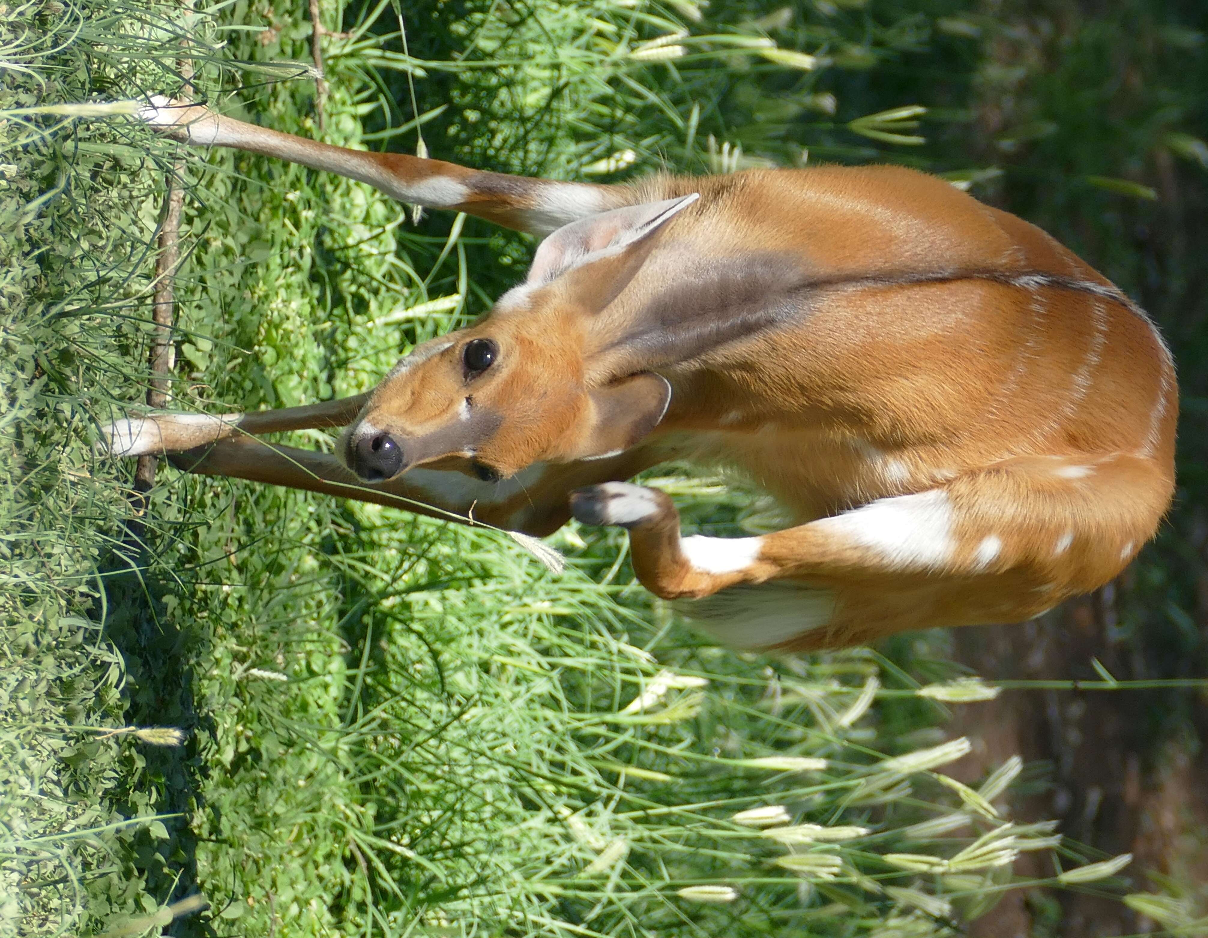 Image of Bushbuck