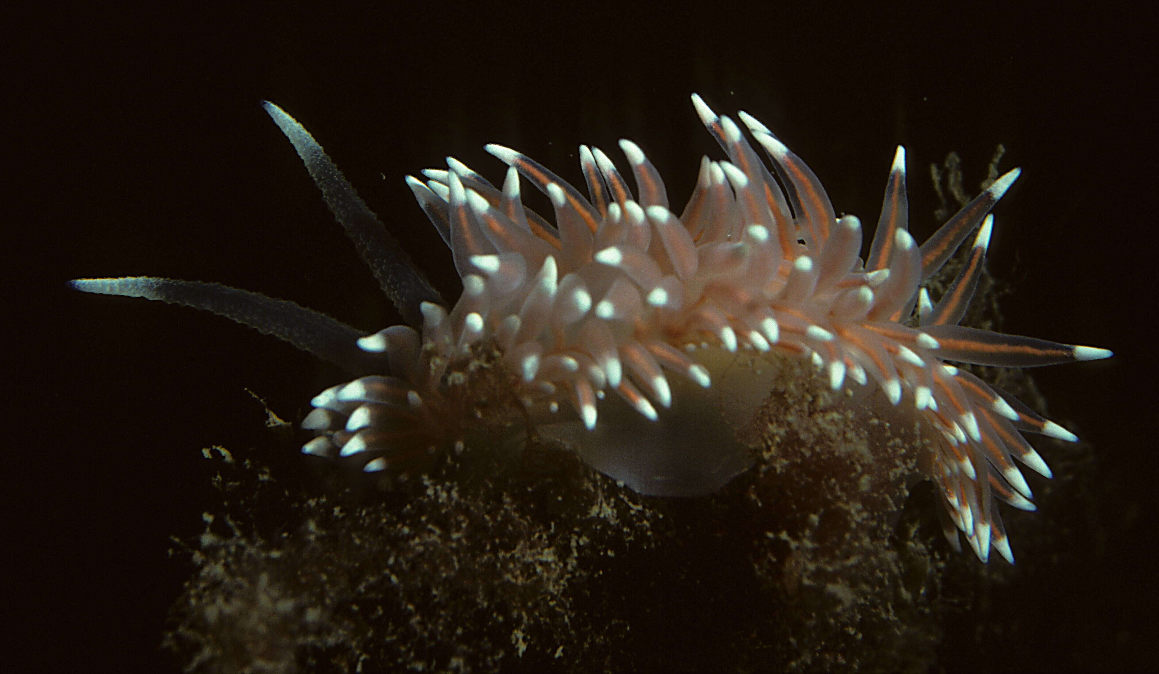 Image de Paracoryphellidae M. C. Miller 1971
