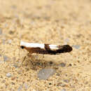 Imagem de Argyresthia conjugella Zeller 1839