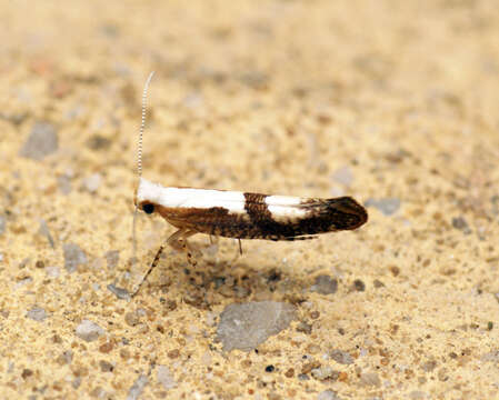 Imagem de Argyresthia conjugella Zeller 1839