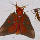 Image de Schausiella polybia (Stoll 1781)