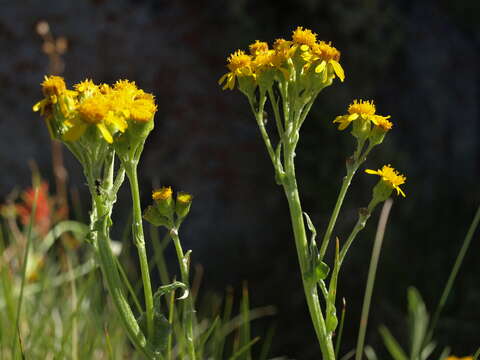 Plancia ëd Senecio integerrimus var. exaltatus (Nutt.) Cronq.