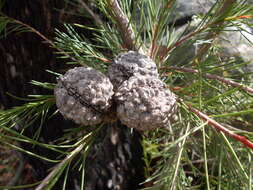 Image of Hakea propinqua A. Cunn.