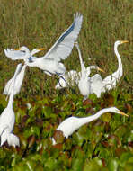 Image of Great Egret