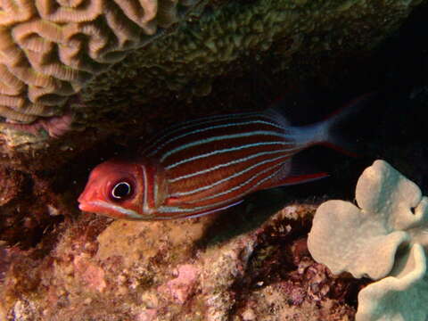 Image of Crown Squirrelfish