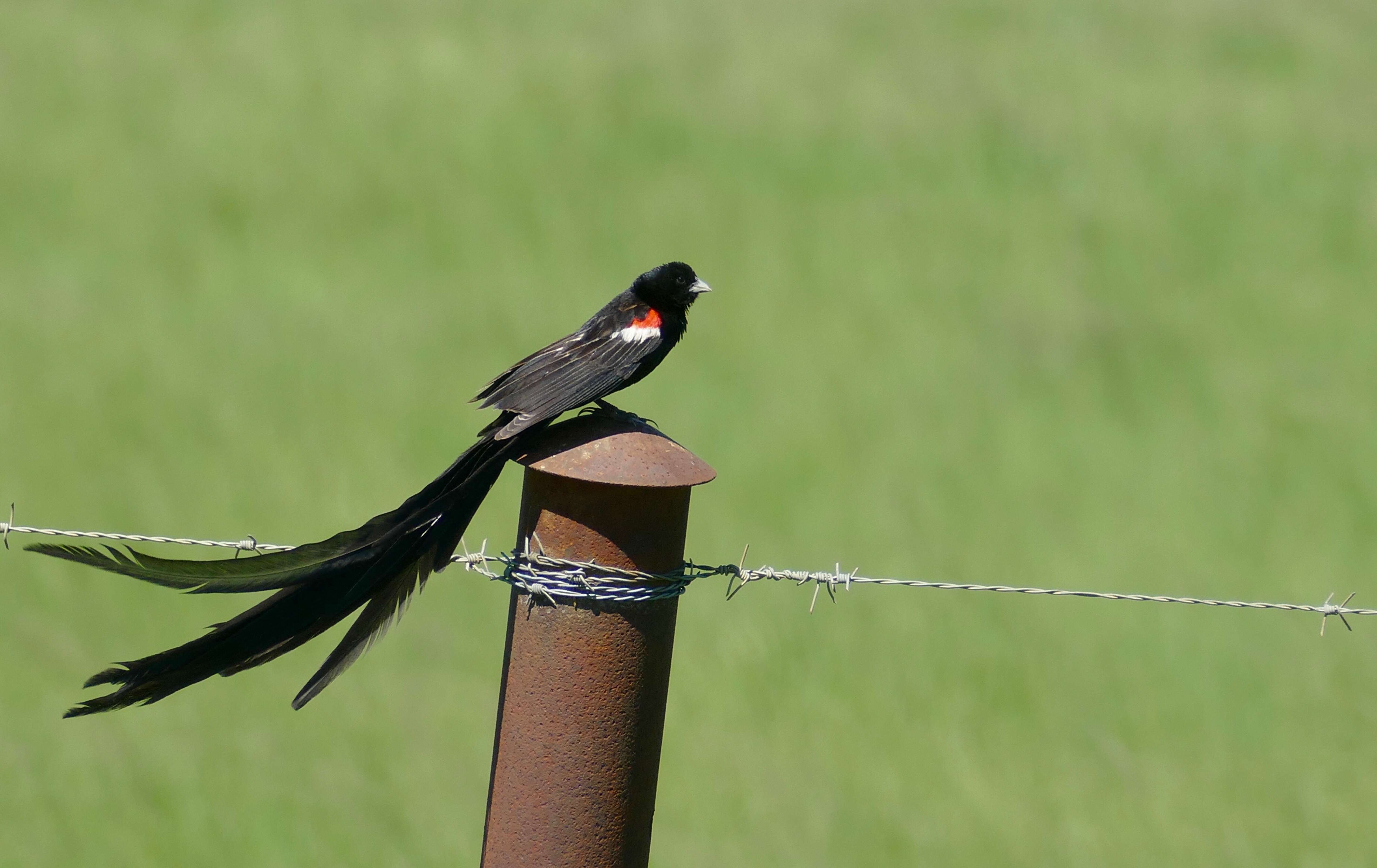 Image of Long-tailed Whydah