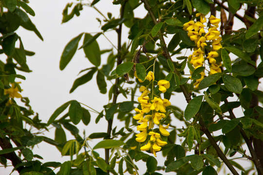 Image of Common Laburnum