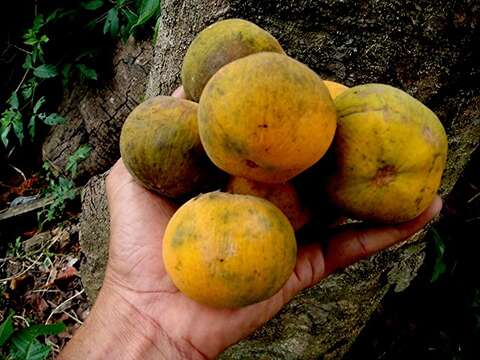 Image of Santol