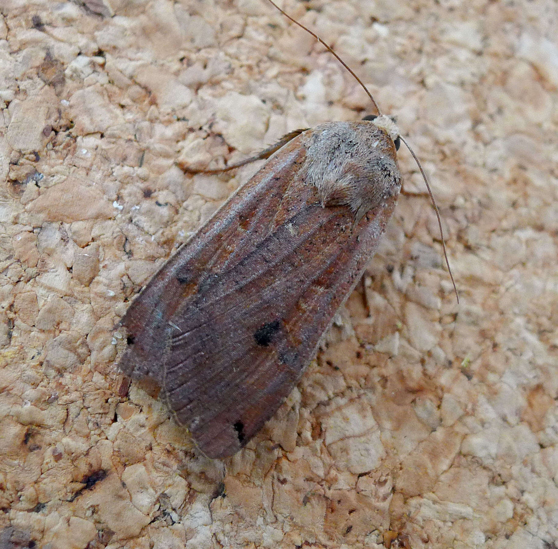 Image of Large Yellow Underwing