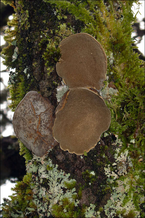 Image of Phellinus