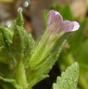 Слика од Stemodia durantifolia (L.) Sw.