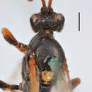 Image of Ichneumon gibbulus Thomson 1886