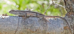 Image of Florida Scrub Lizard