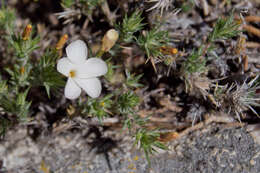 Image of linanthus