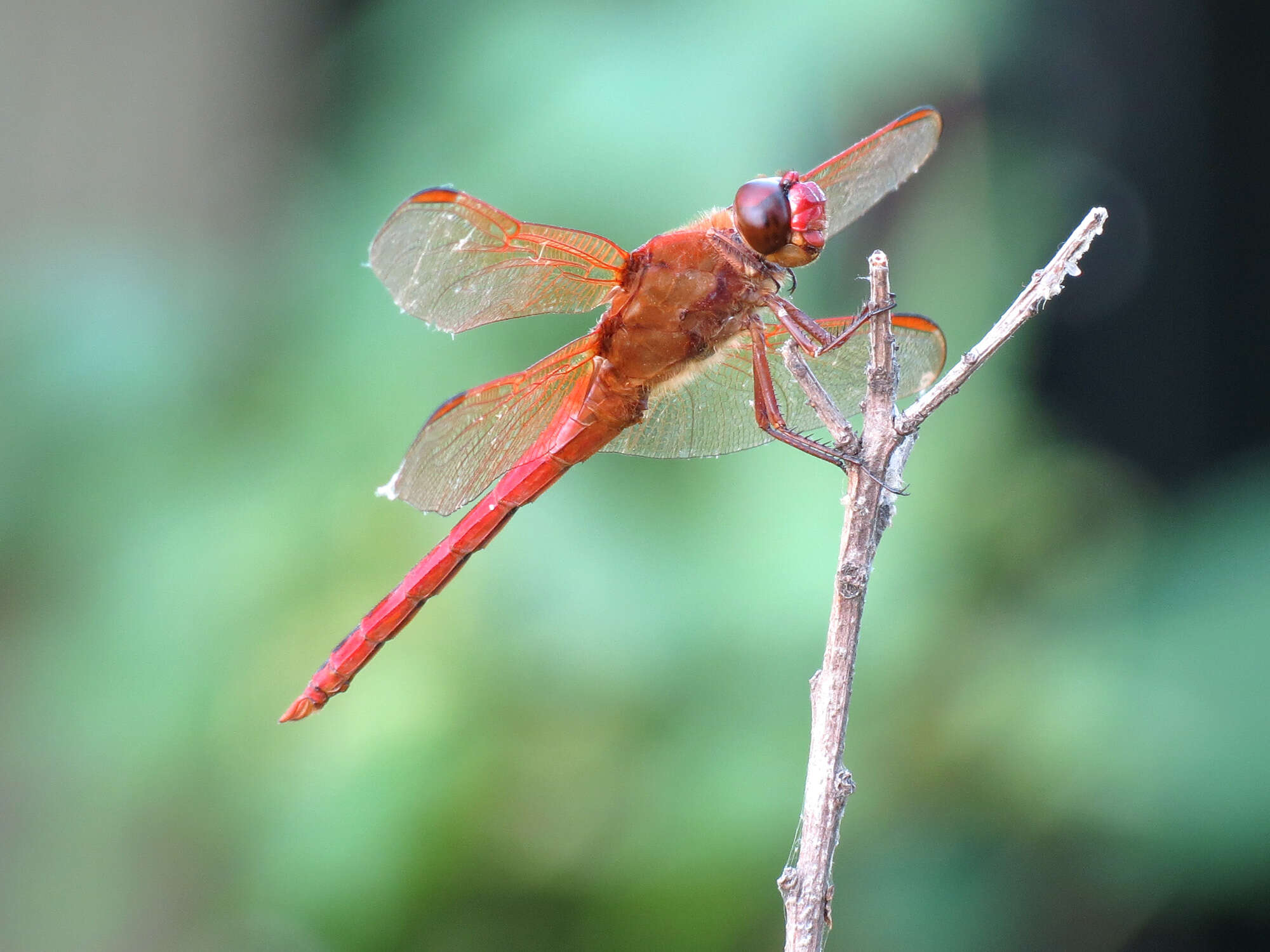 Image of Needham's Skimmer