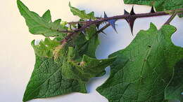 Image of Solanum reflexiflorum Moric. ex Dun.