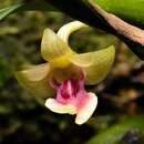 Image of Dendrobium bancanum J. J. Sm.