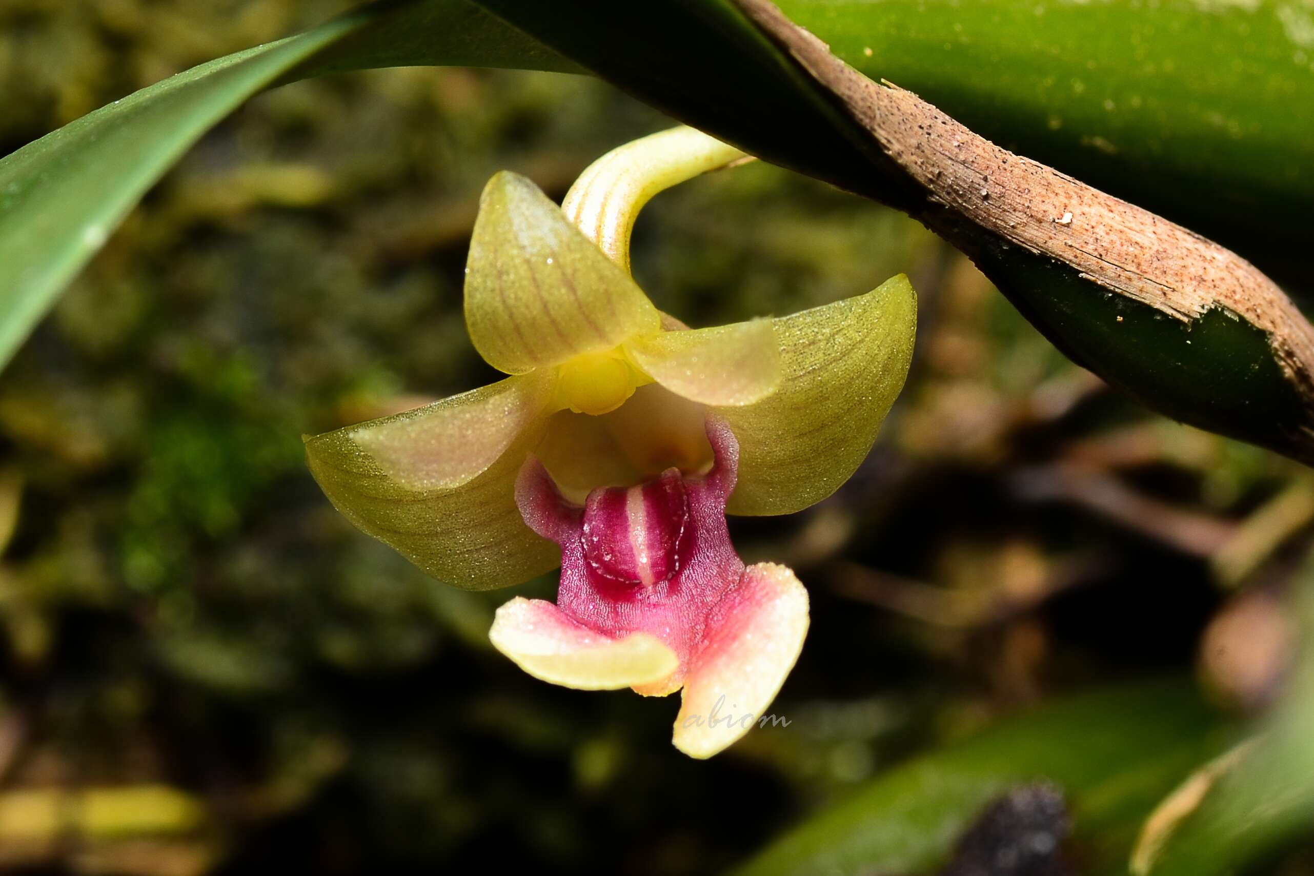 Image of Dendrobium bancanum J. J. Sm.
