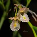 Imagem de Dendrobium acerosum Lindl.