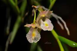 Image of Dendrobium acerosum Lindl.