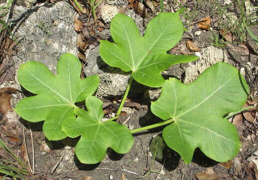 Plancia ëd Jatropha macrophylla Pax & K. Hoffm.