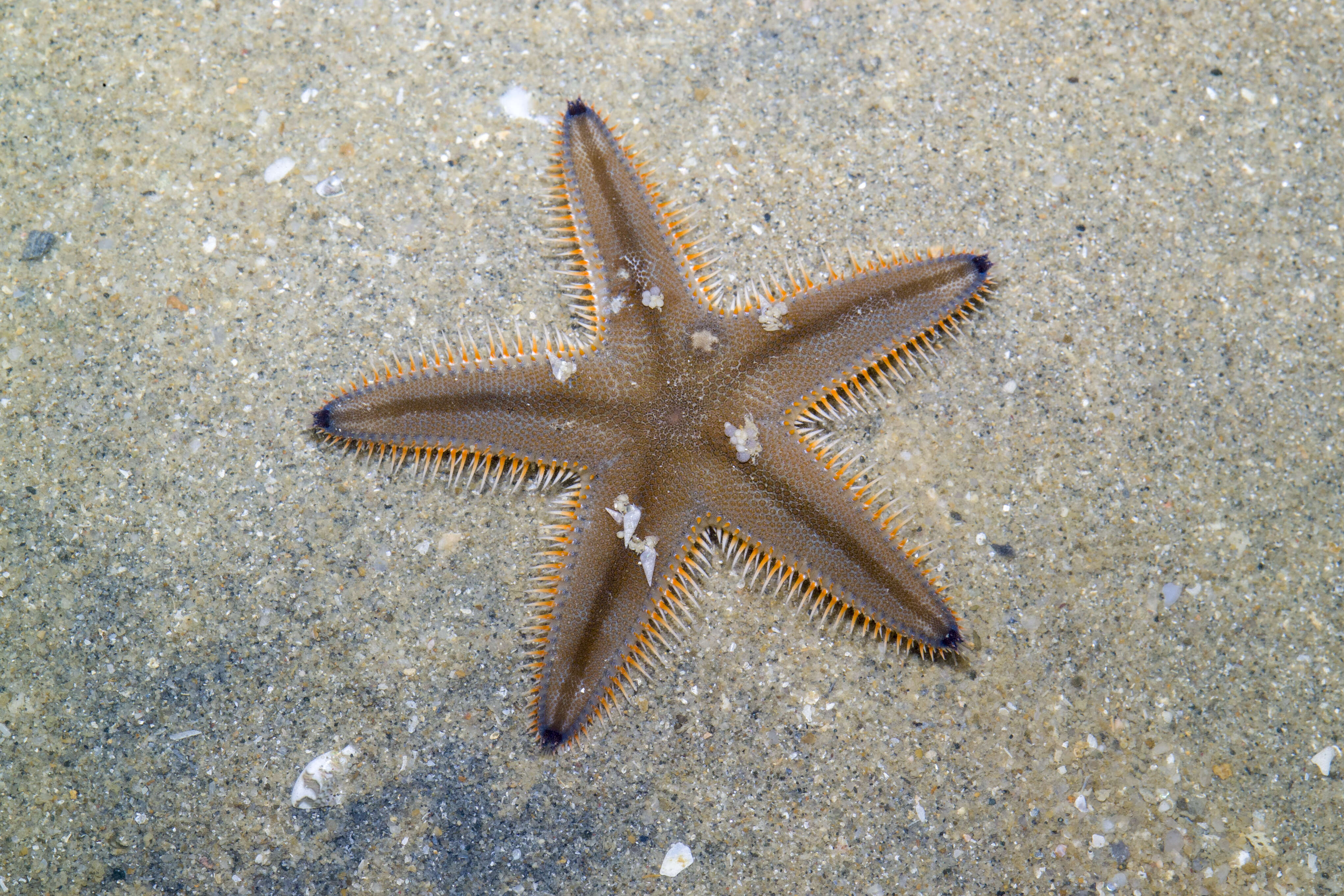 Image of Astropectinidae Gray 1840