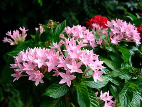 Image of pentas