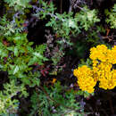 <i>Eriophyllum stoechadifolium</i> resmi