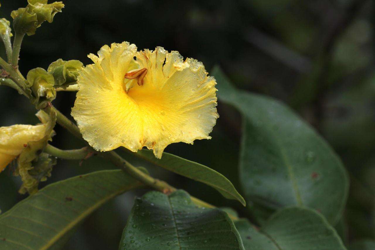 Image of Qualea grandiflora Mart.