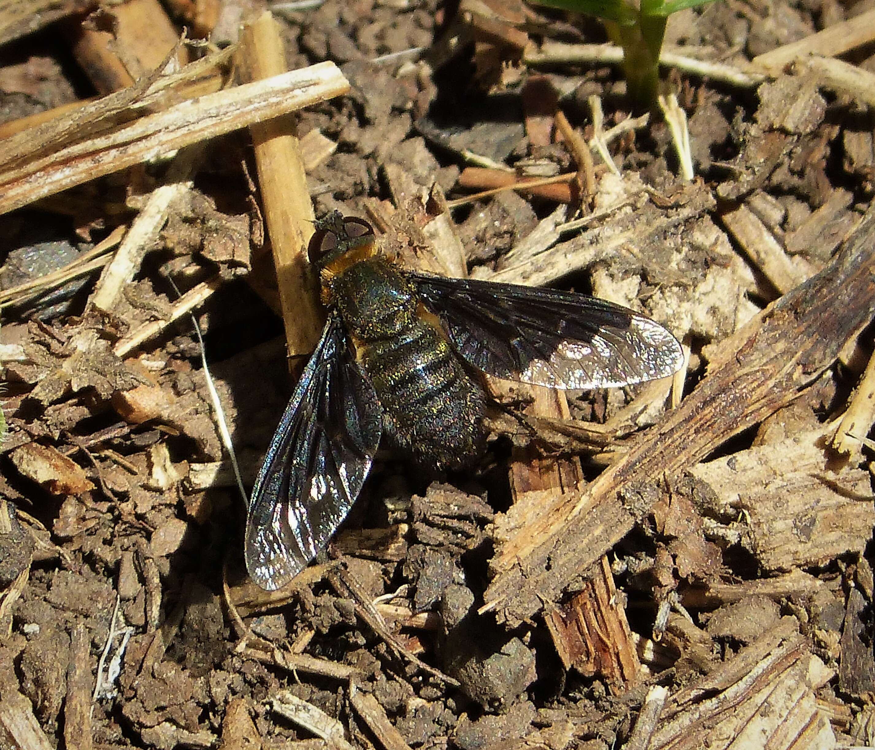 Image of Hemipenthes