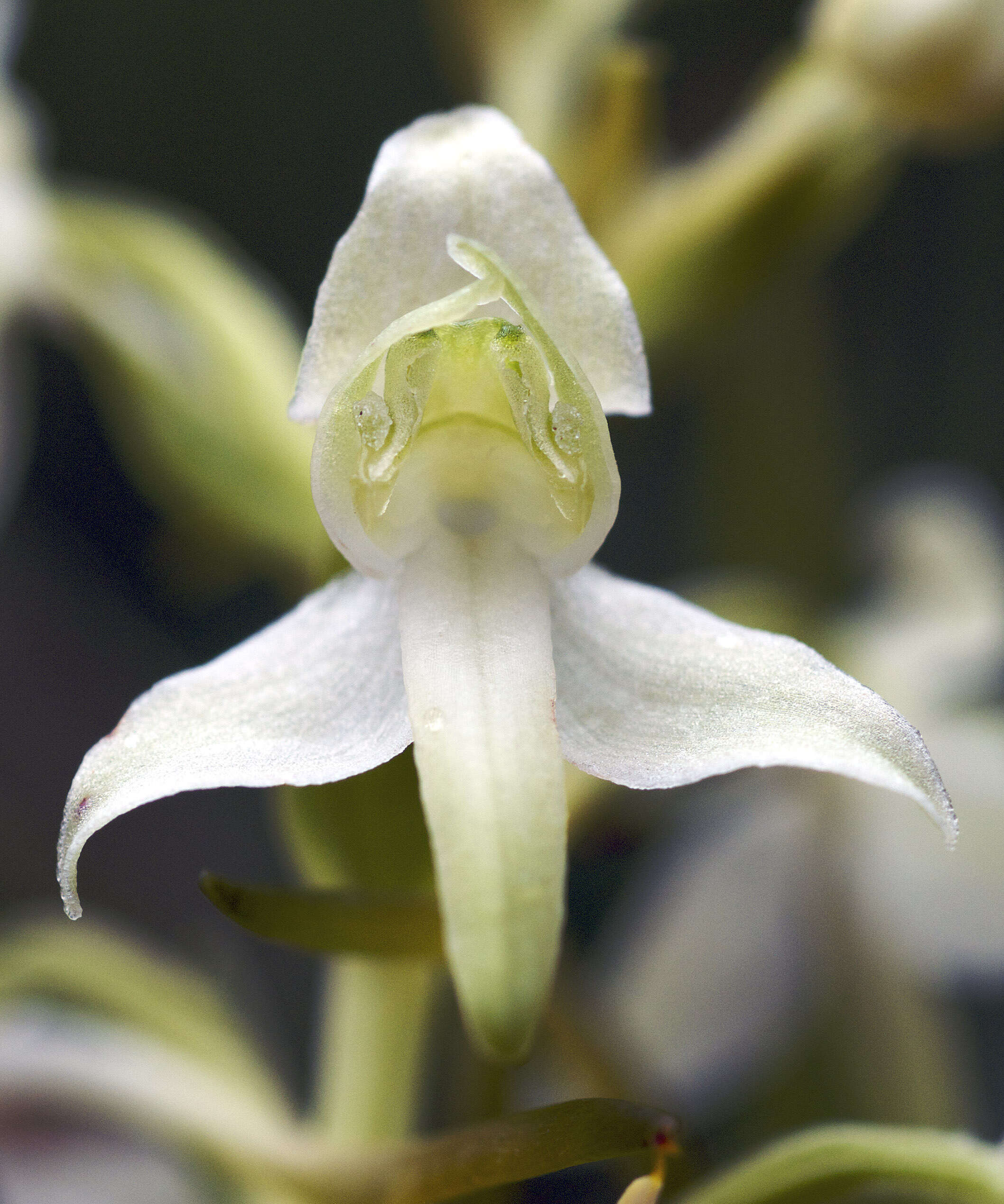 Image of Fringed orchids