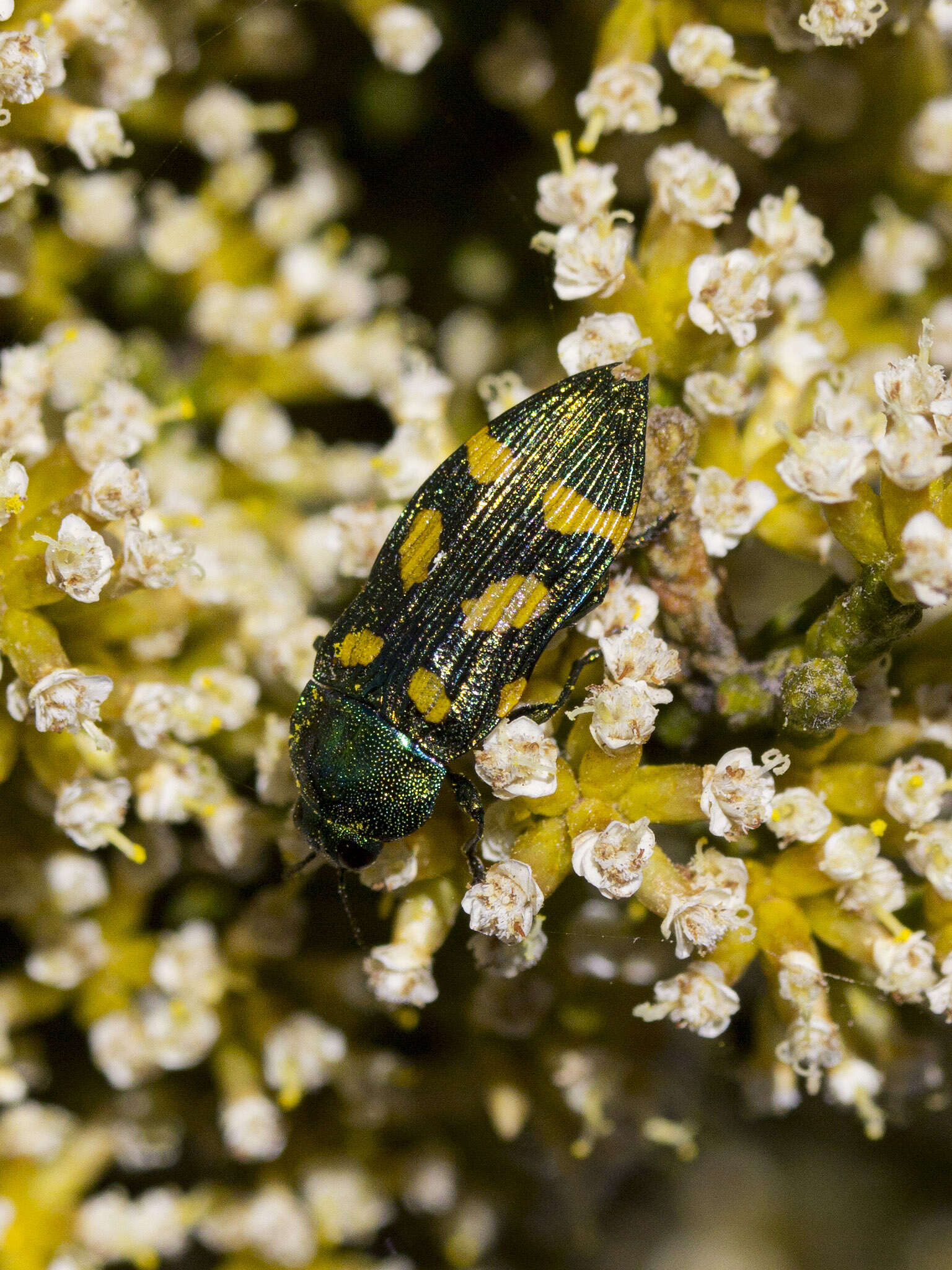 Image of Castiarina insculpta (Carter 1934)