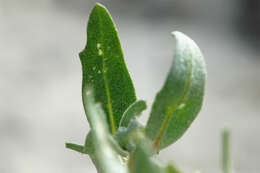 Image de Atriplex laciniata L.