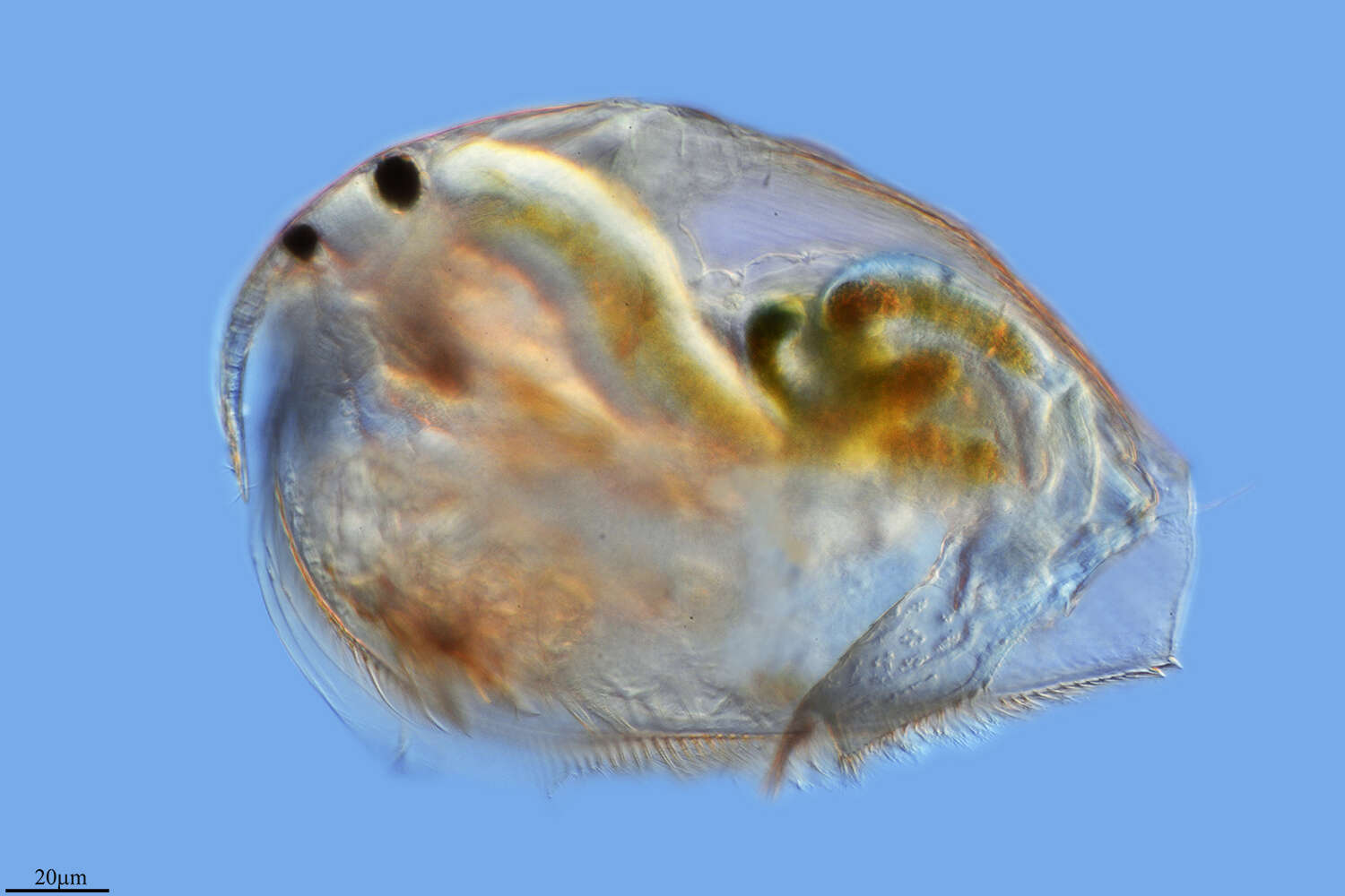 Image of Phyllopoda
