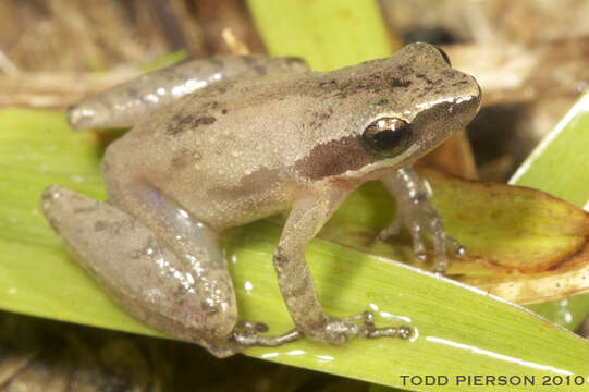 Image of Black-spotted Tree Frog