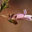 صورة Eremophila metallicorum S. Moore