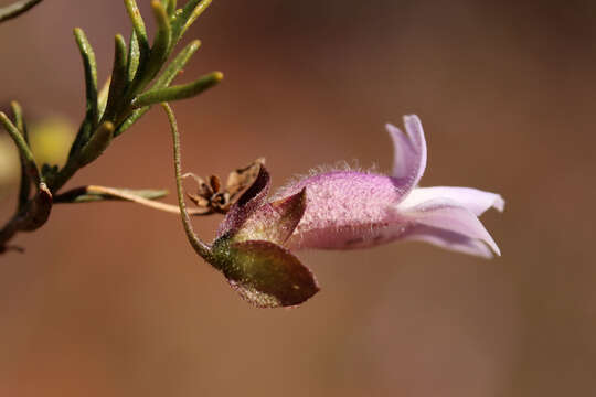 Imagem de Eremophila metallicorum S. Moore