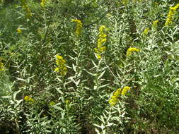 Image of goldenrod