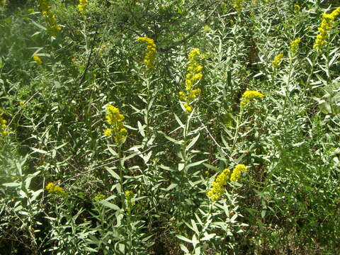 Image of three-nerve goldenrod